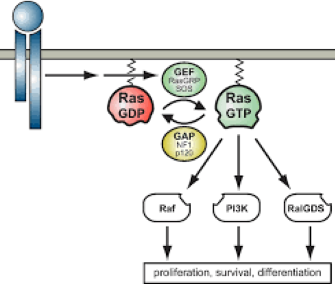 RAS Inhibitors | Fragment-Based Drug Design | Domainex